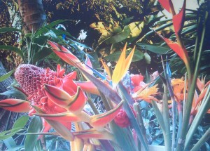protea & other tropicals